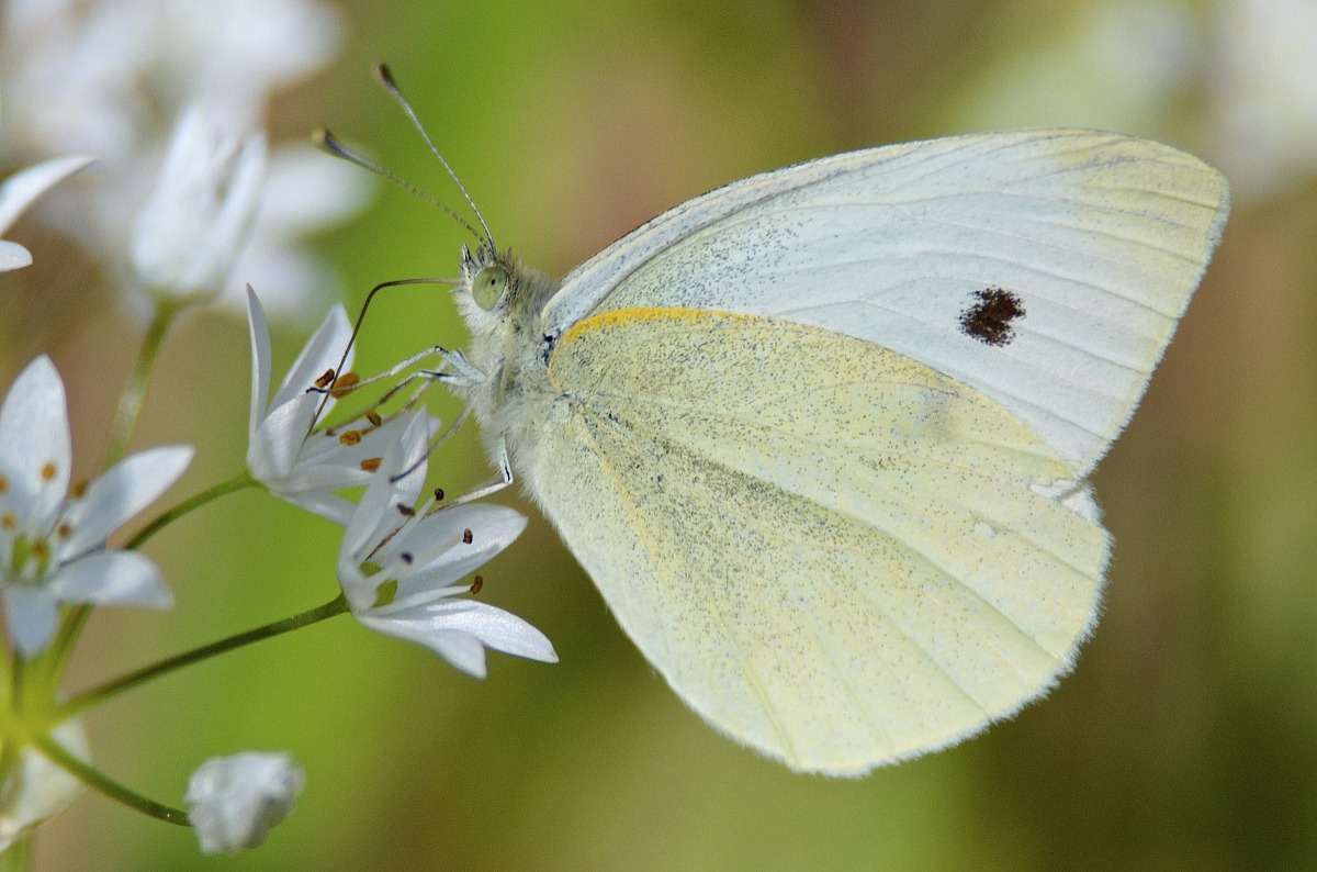 Pieris rapae