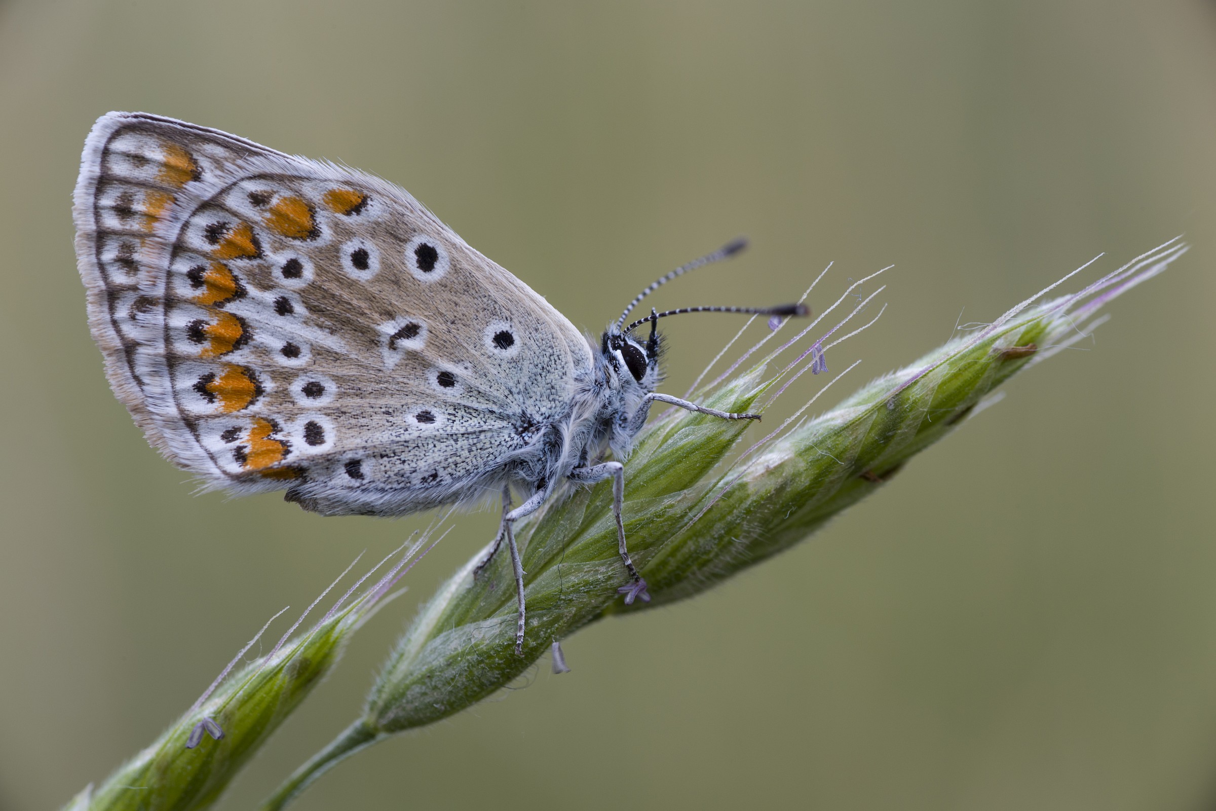 la mia prima foto macro
