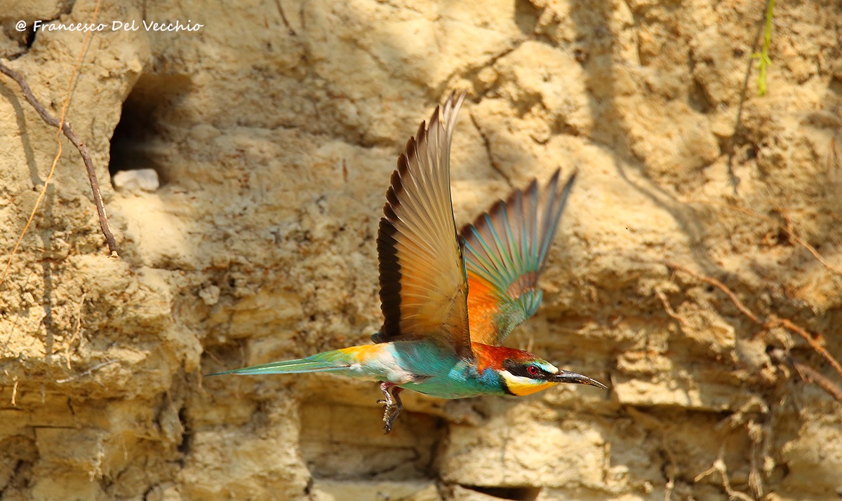 6d + Tamron 150-600 su gruccione in volo