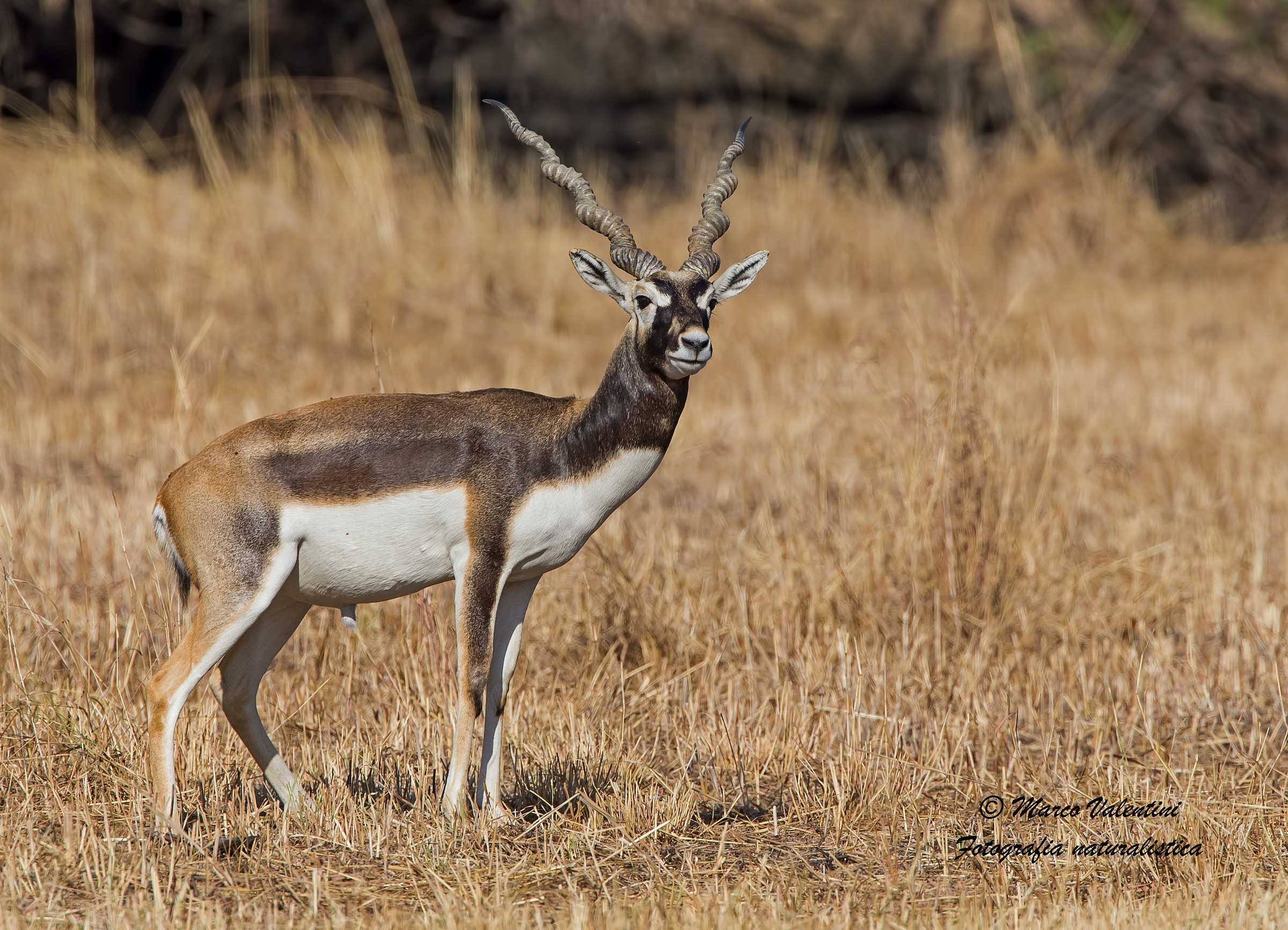 La bellezza dell'antilope cervicapra