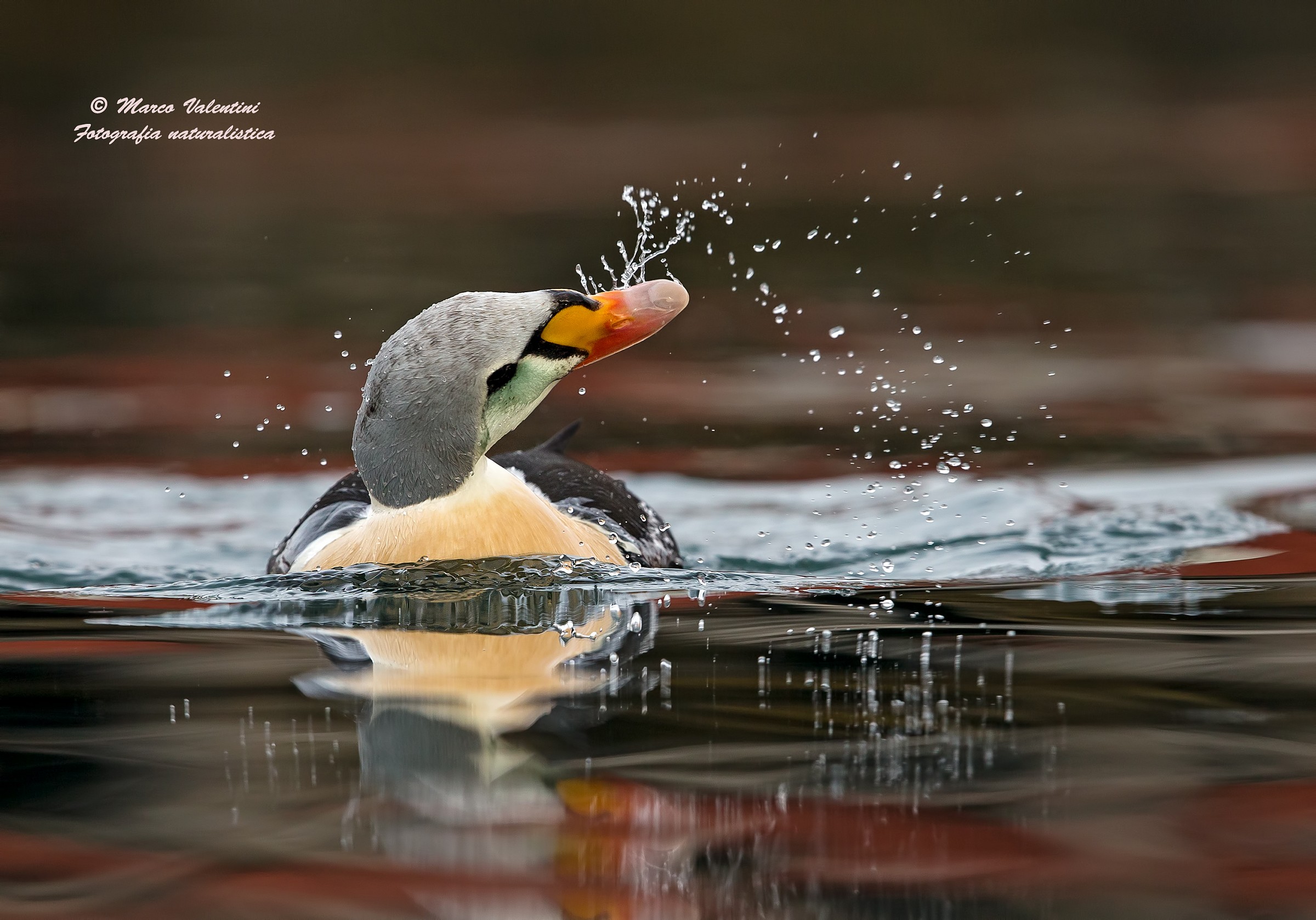 King eider - Northern atmosphere