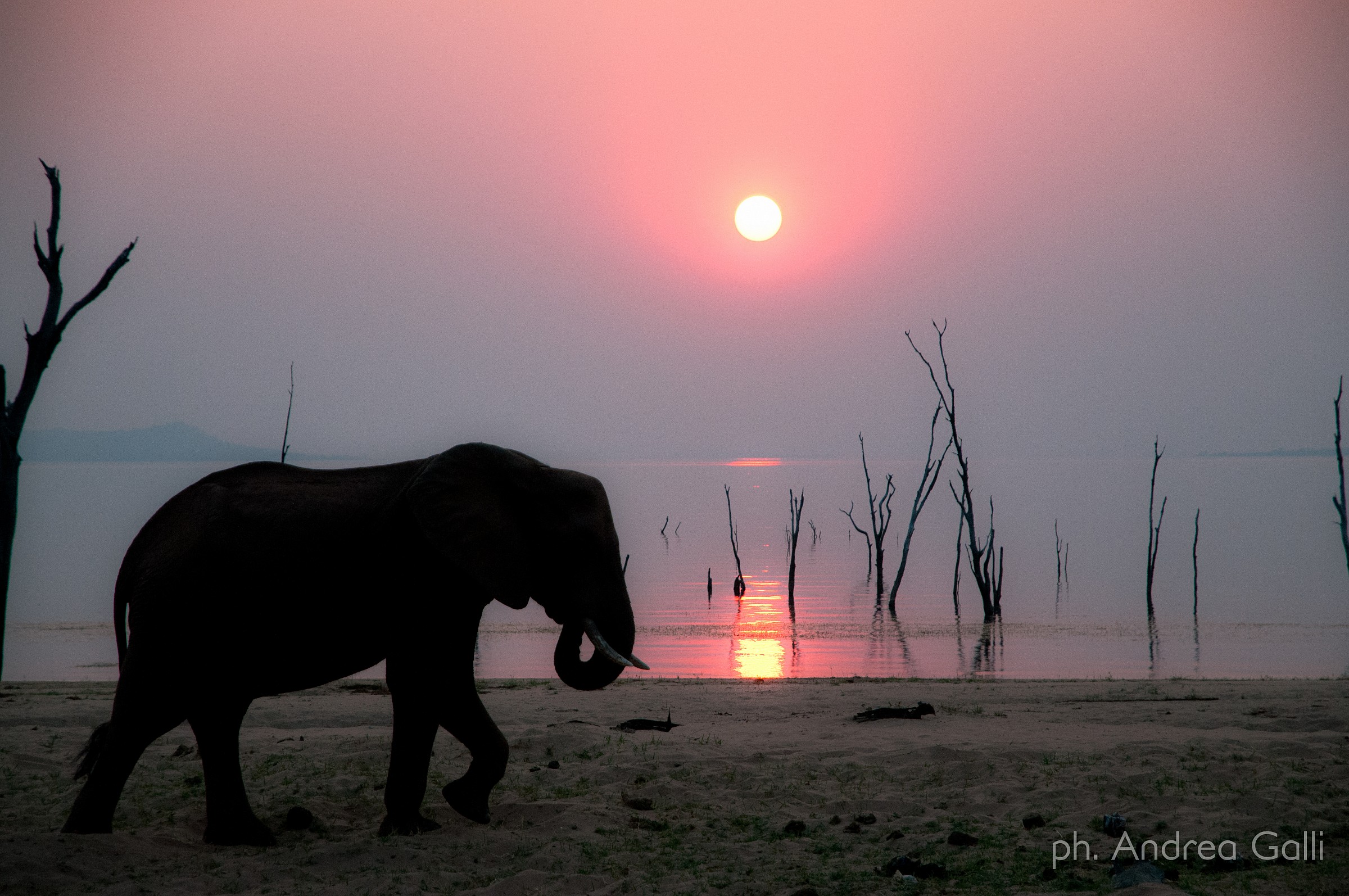 elefante al tramonto