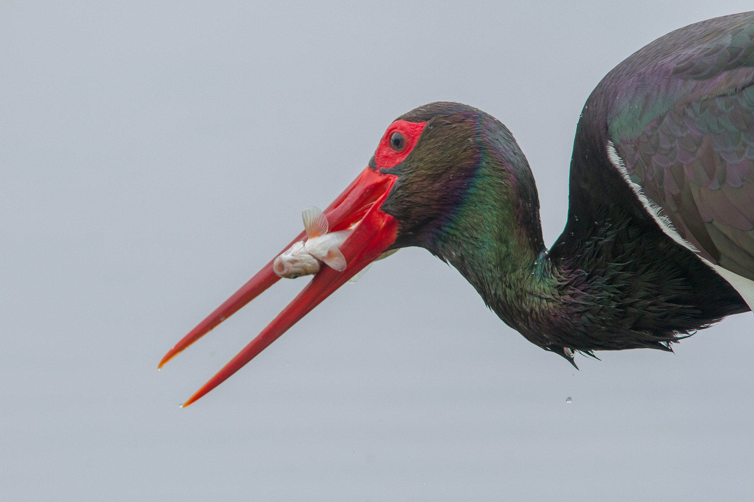 ritratto di cicogna nera con pesce