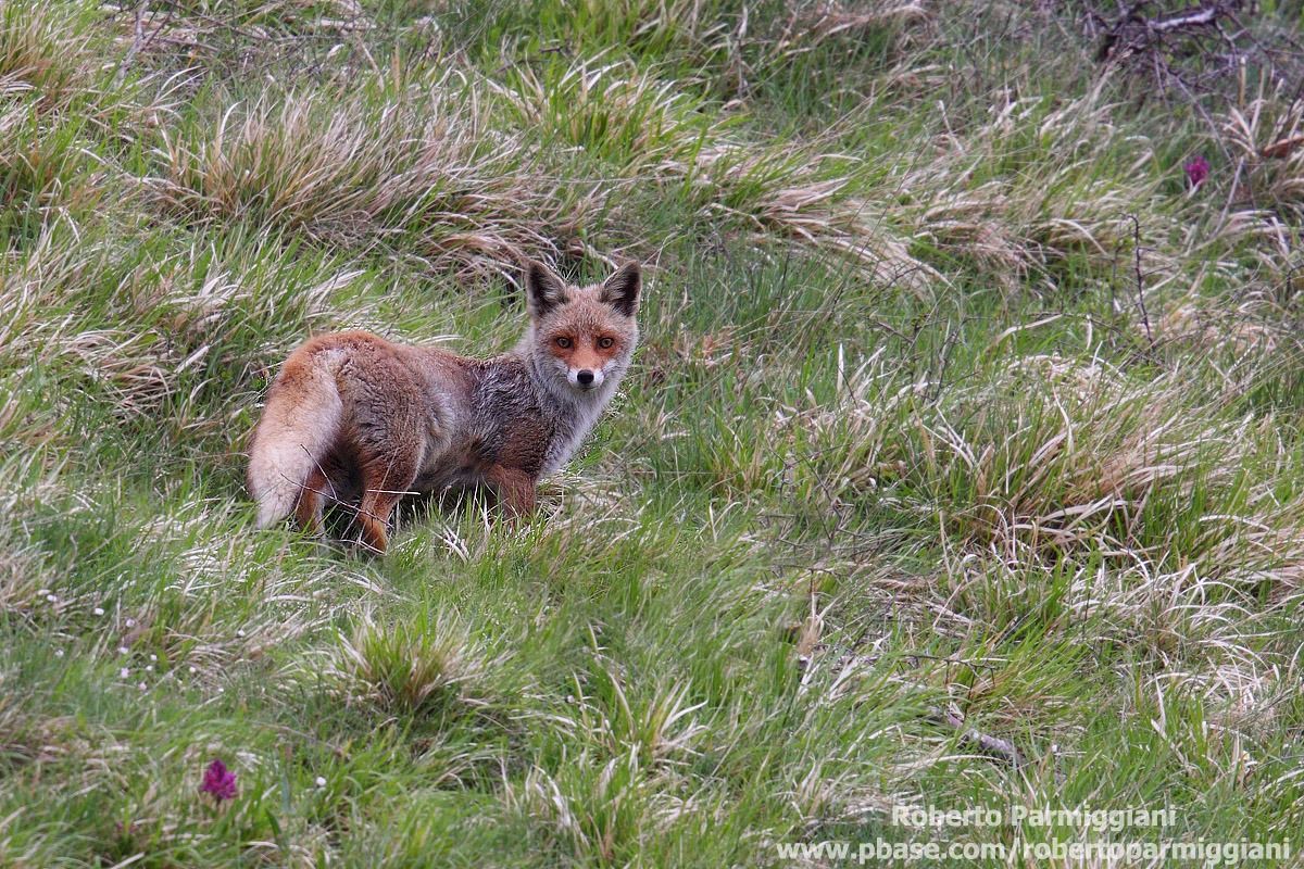 Presenze nel mare d'erba