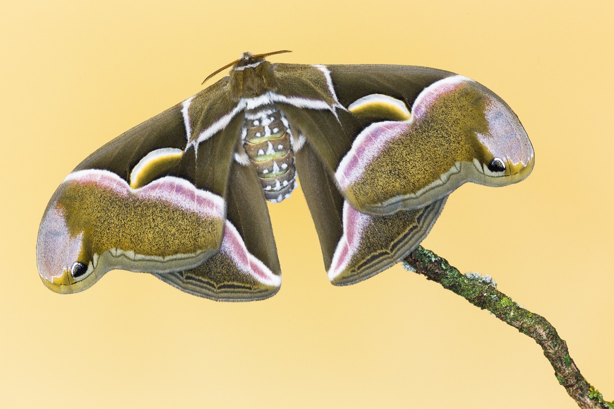 Bombice dell'ailanto (Samia cynthia)