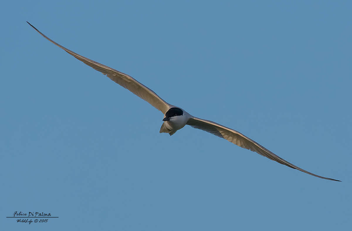 Gull-billed Tern