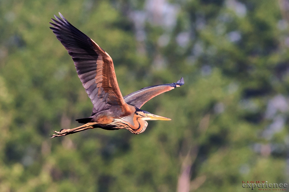 Purple Heron