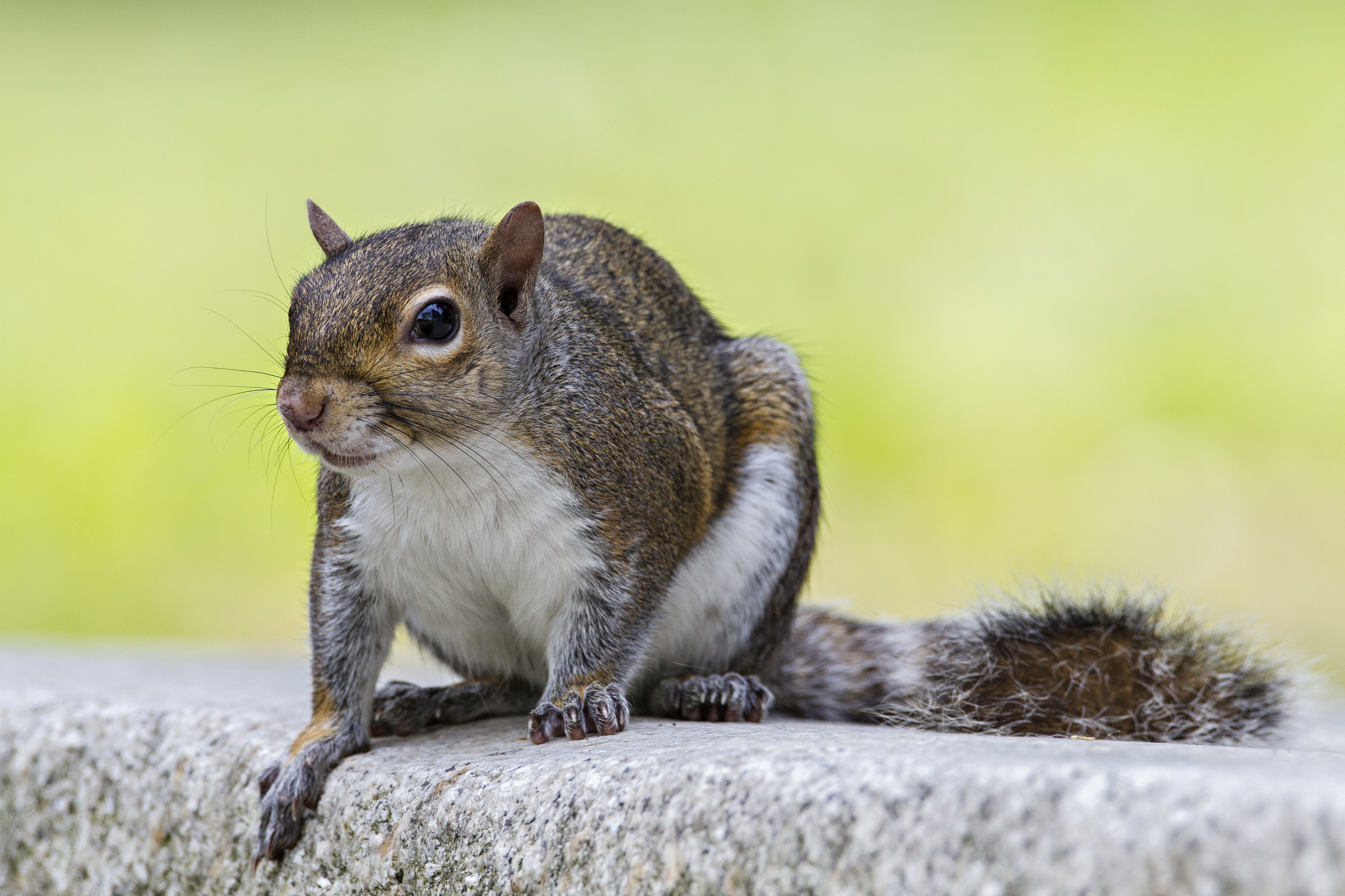Squirrel Park Castle Legnano