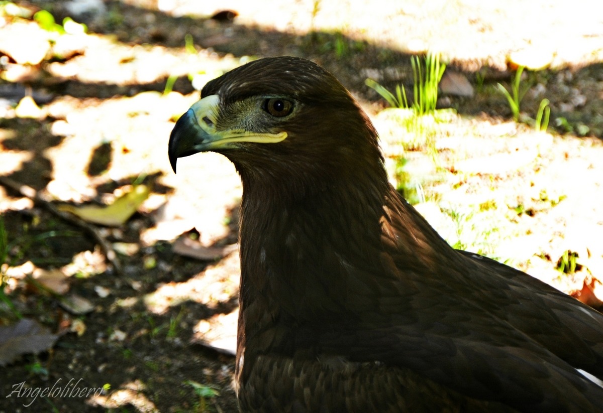 aquila di mare coda bianca