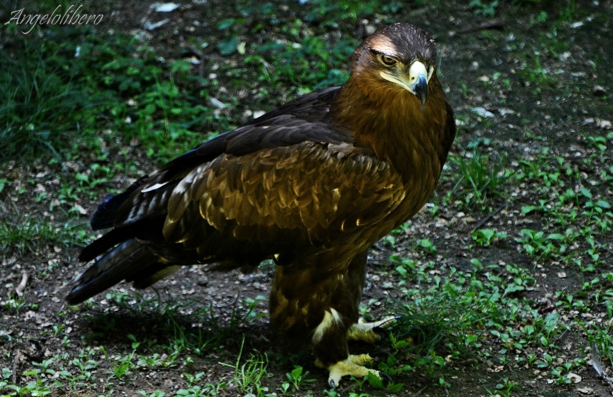 aquila di mare coda bianca....
