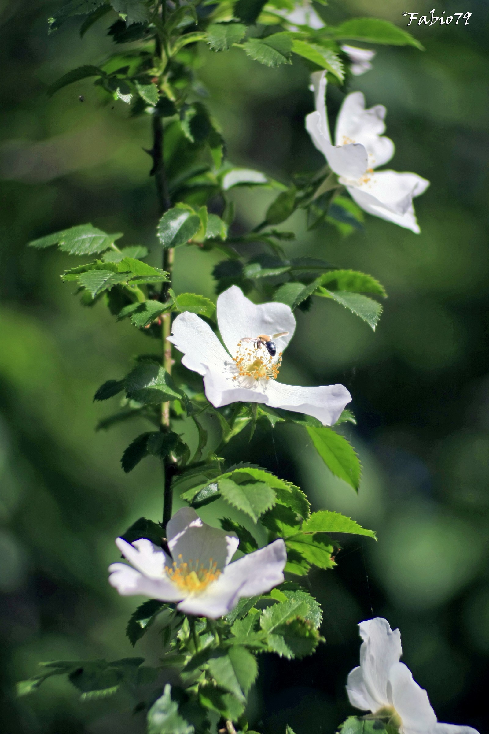 Wild flower in the Po Delta