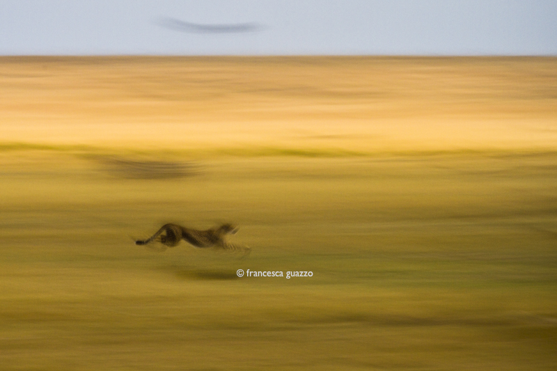 Cheeta running