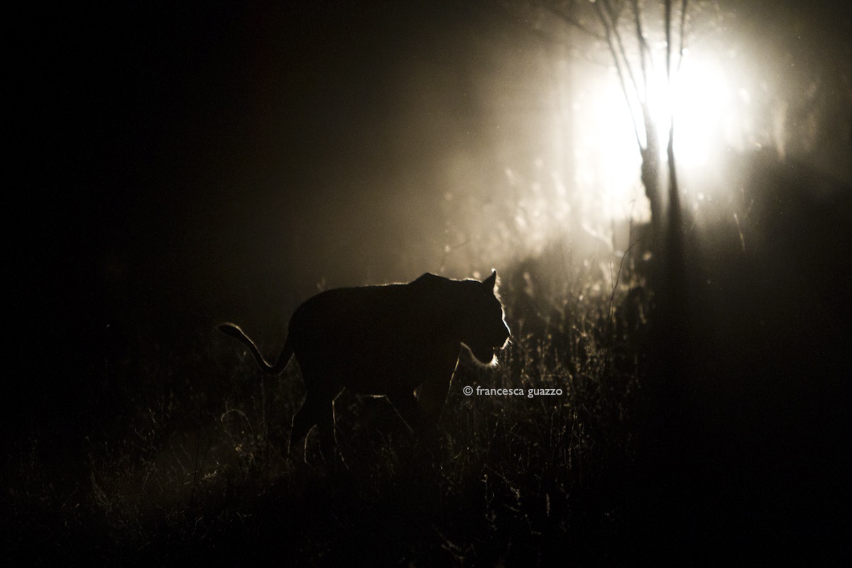 Lion in the dark