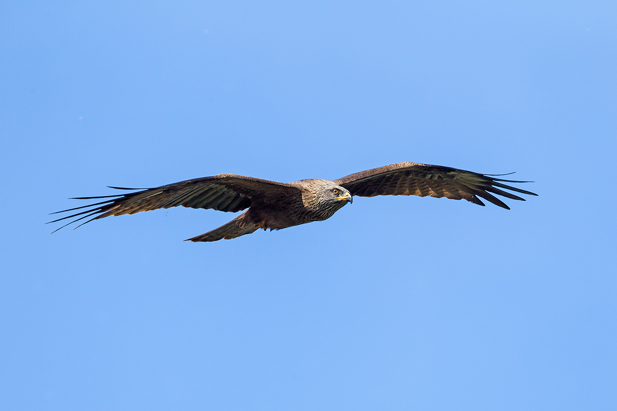 Black Kite