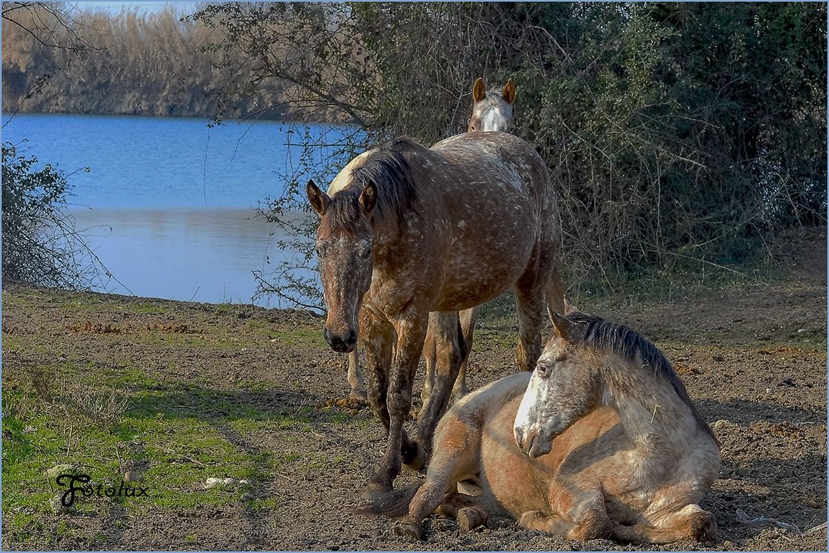 cavalli a riposo