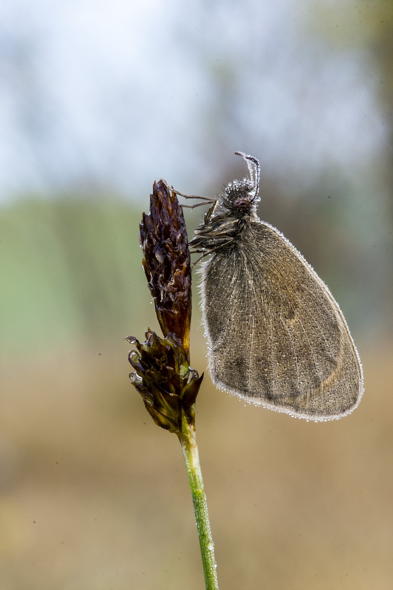 Coenonimpha Pamphilus
