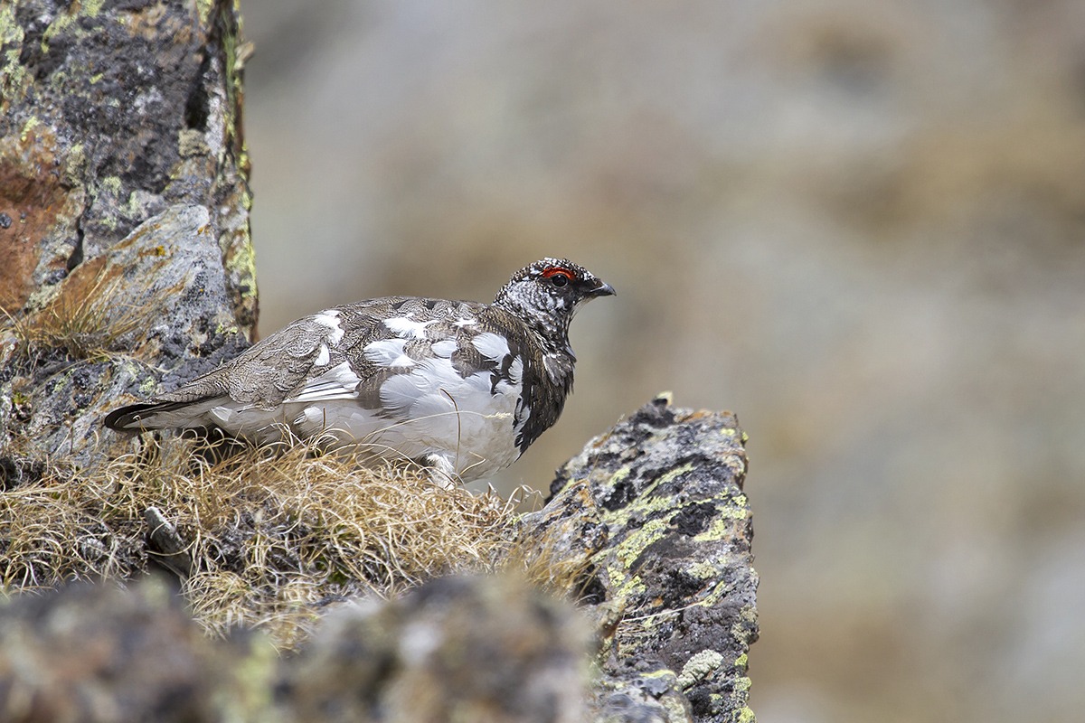 pernice bianca in muta primaverile