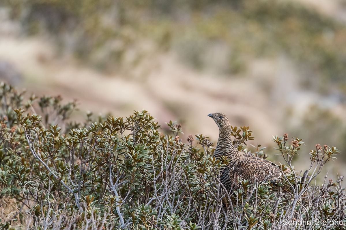 Gallo Forcello femmina