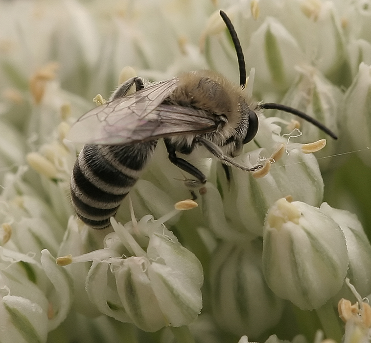 Ape su fioredi cipolla