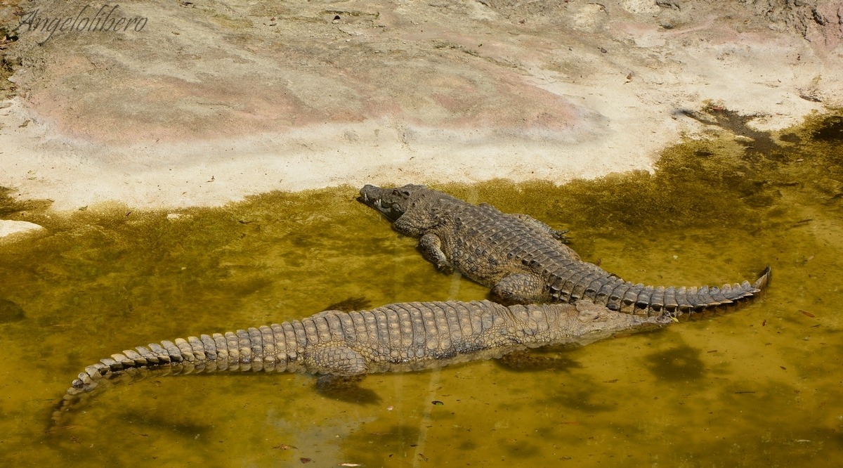 alligatore del mississippi