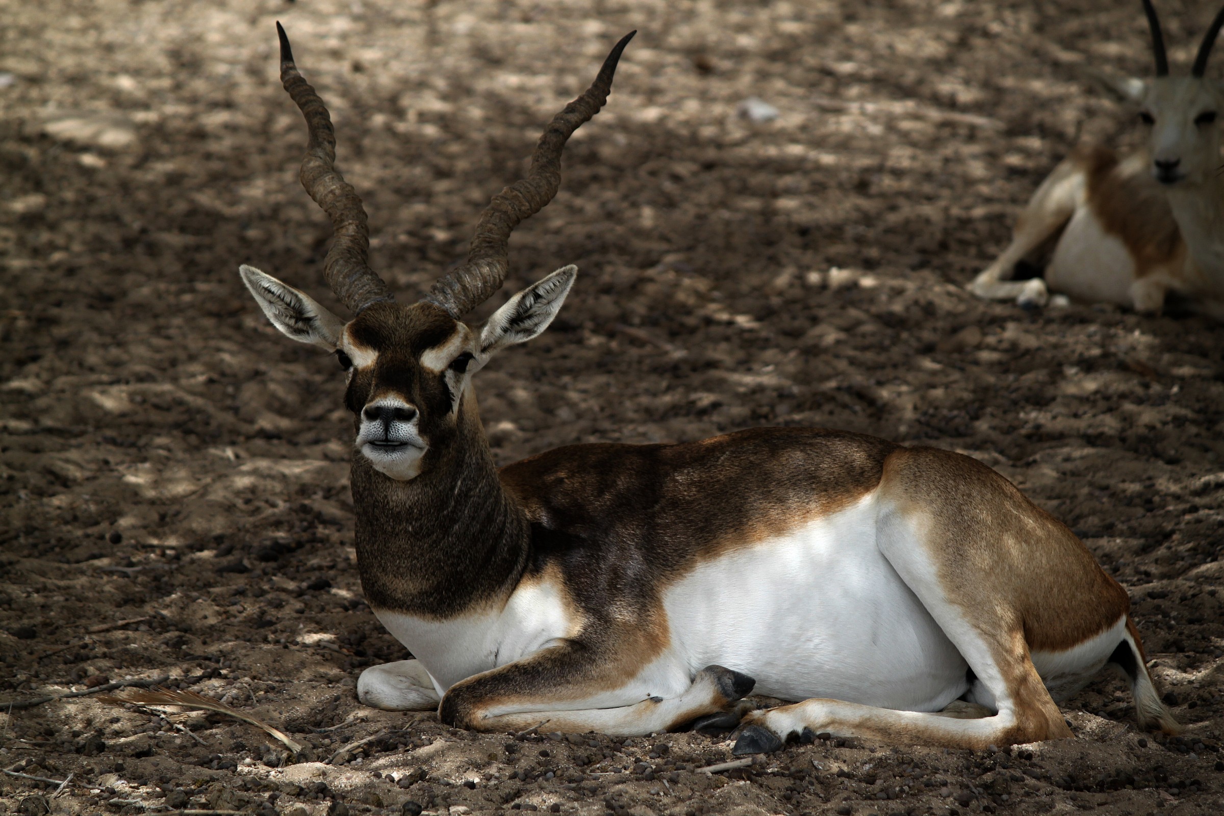 Rest in the shade of the desert