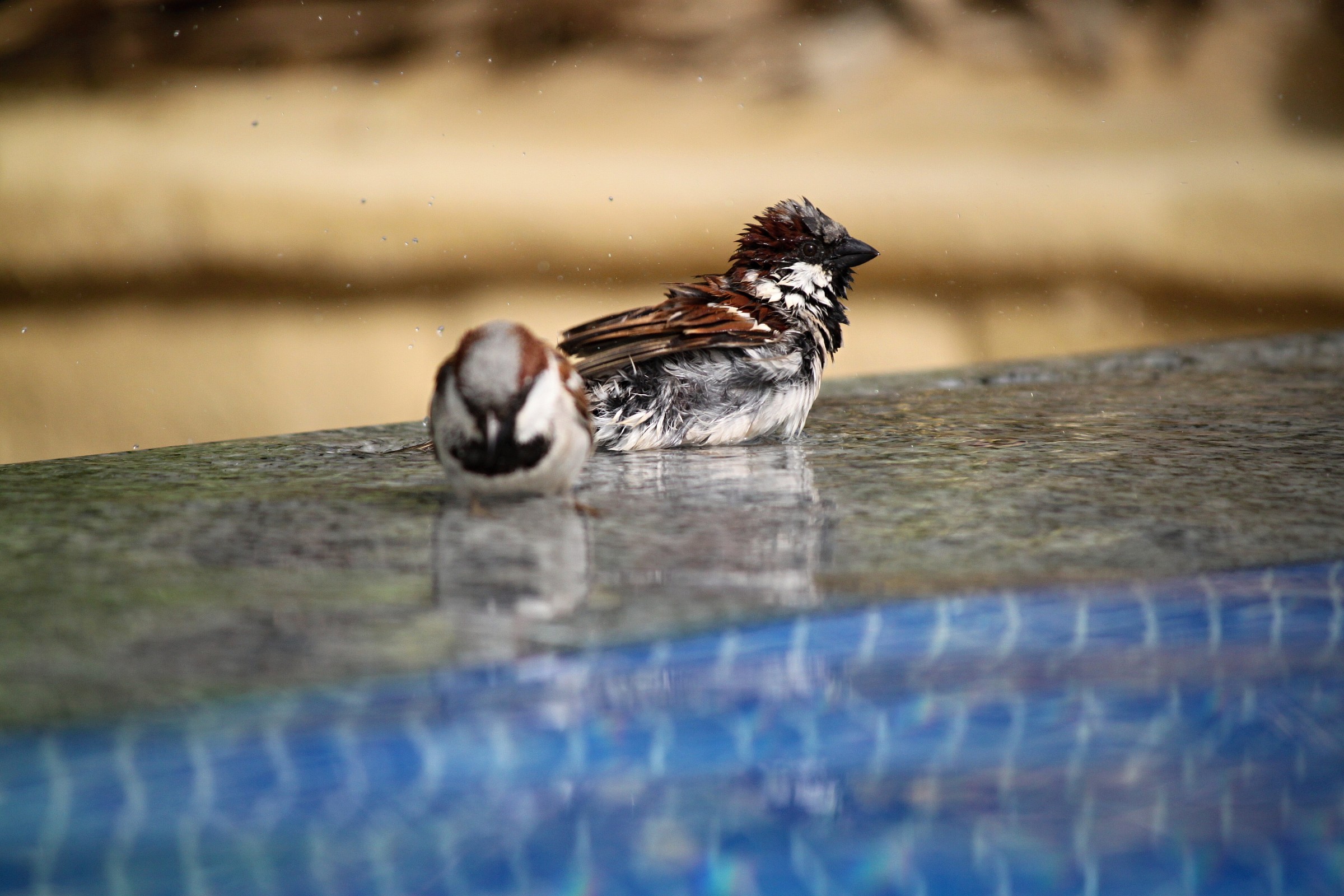 The bathroom Sparrow