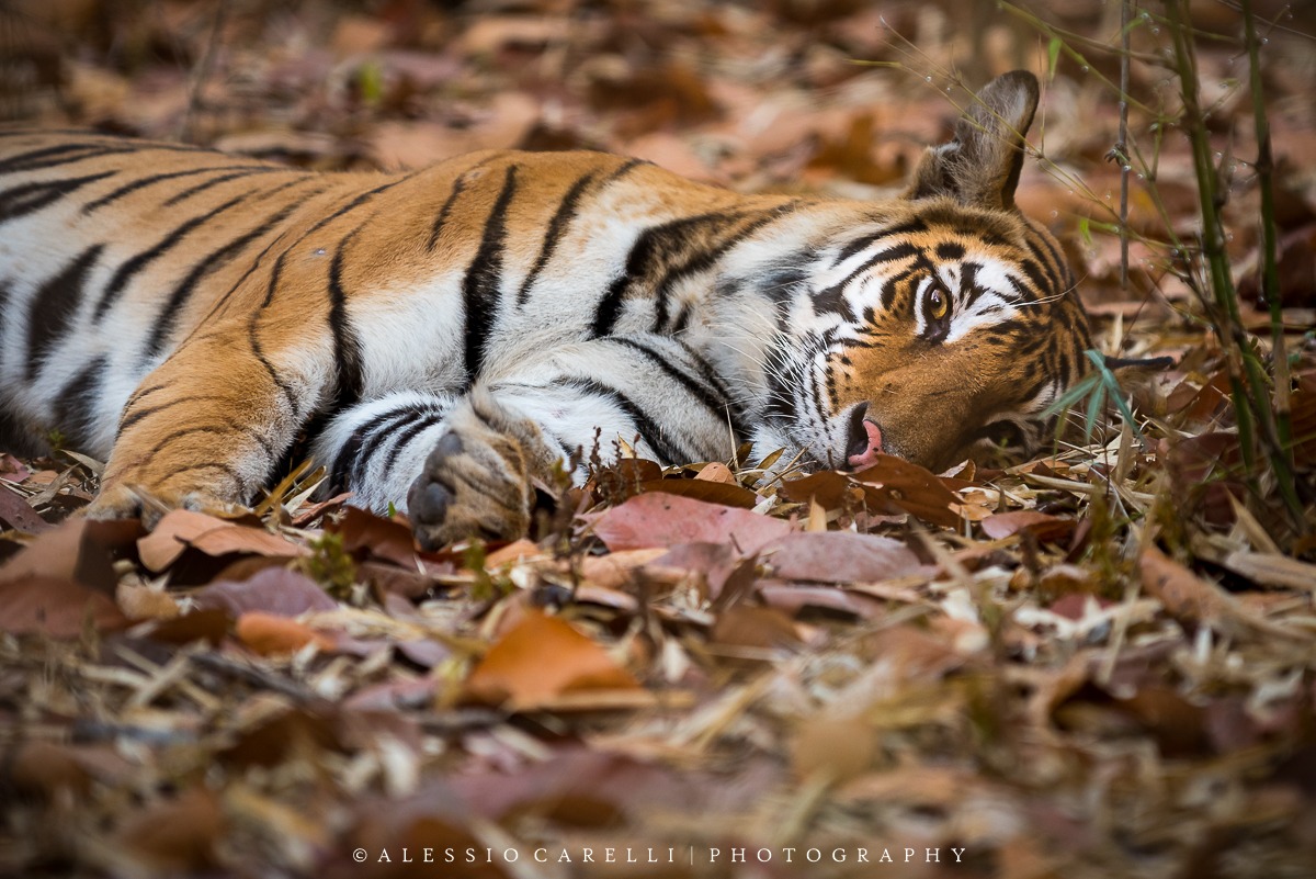 Tigre [Panthera tigris]