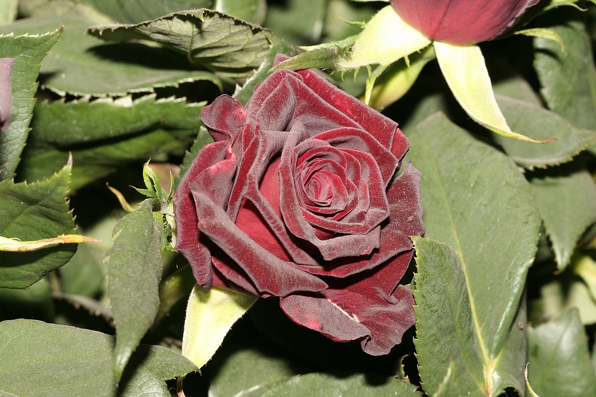 Rosa - Euroflora 2006