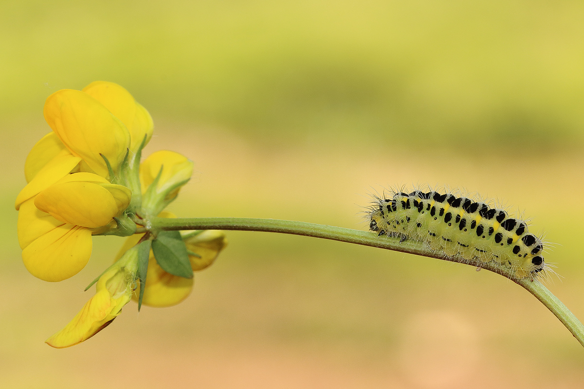 first macro in the field in 2015