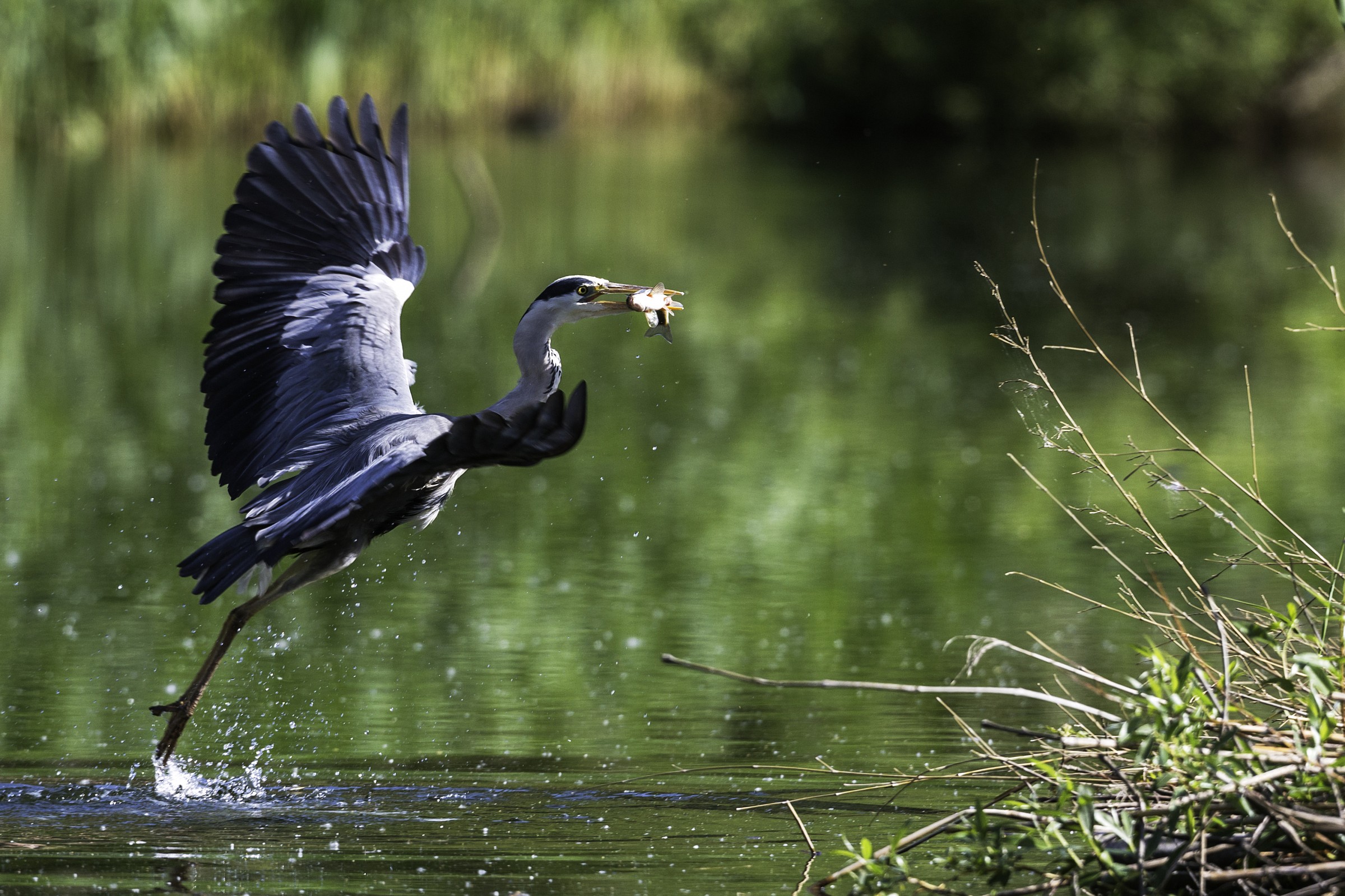 heron with prey