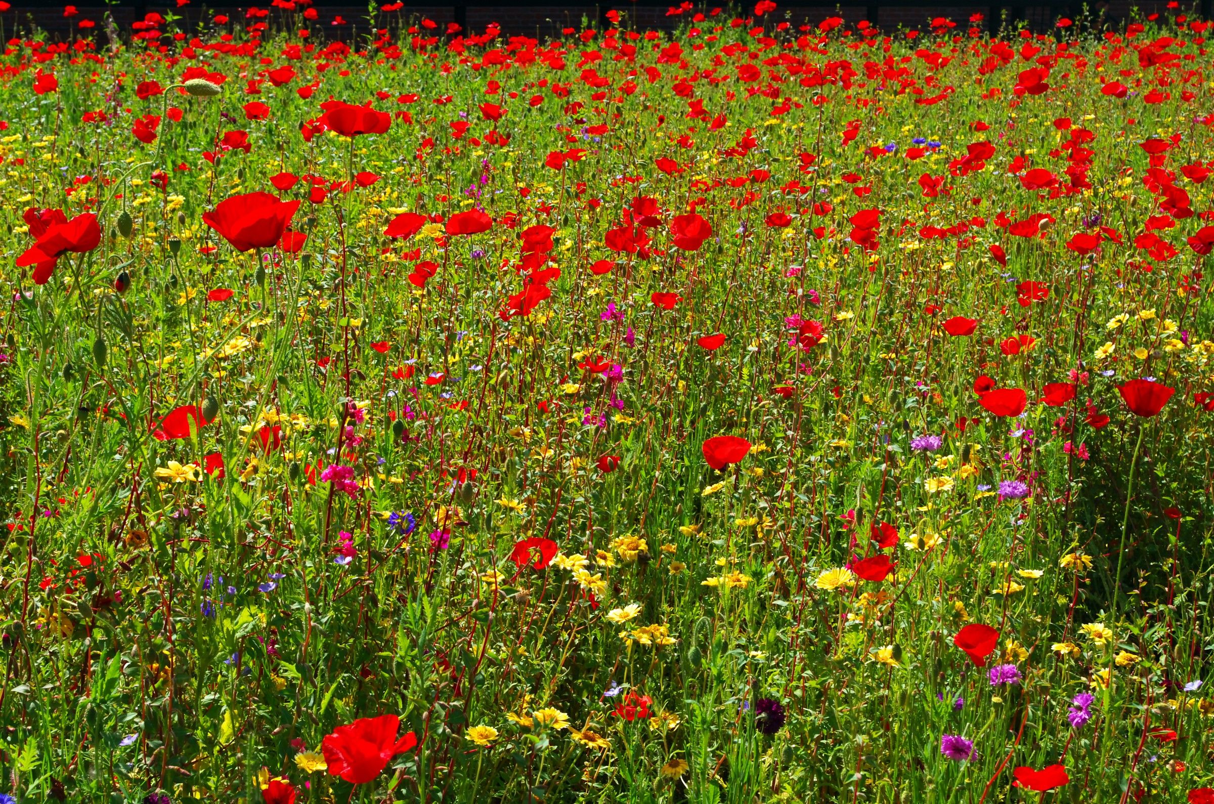 First flowers in the garden
