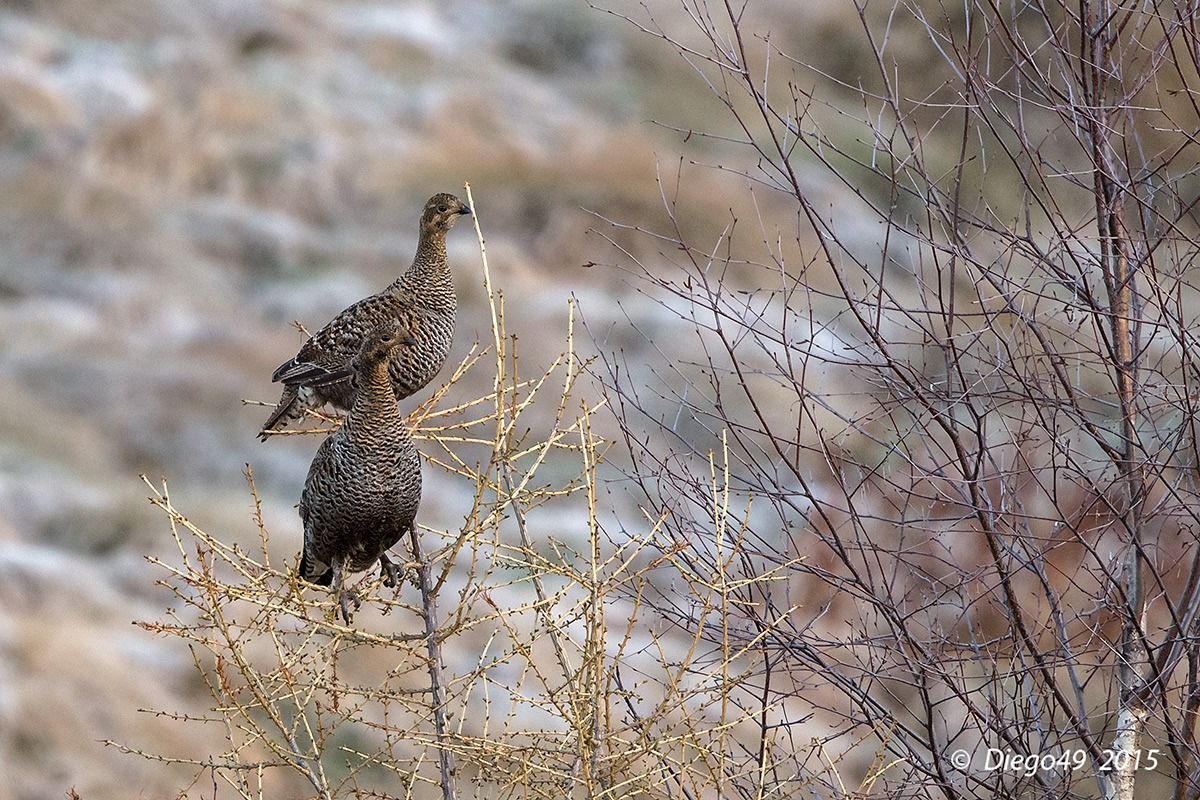 Le signore/ine dell'arena