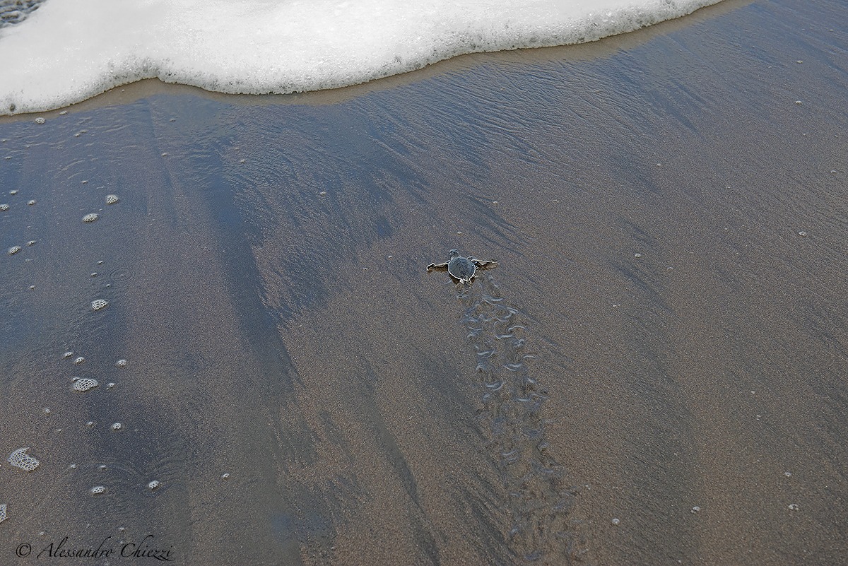 L'inizio di una vita