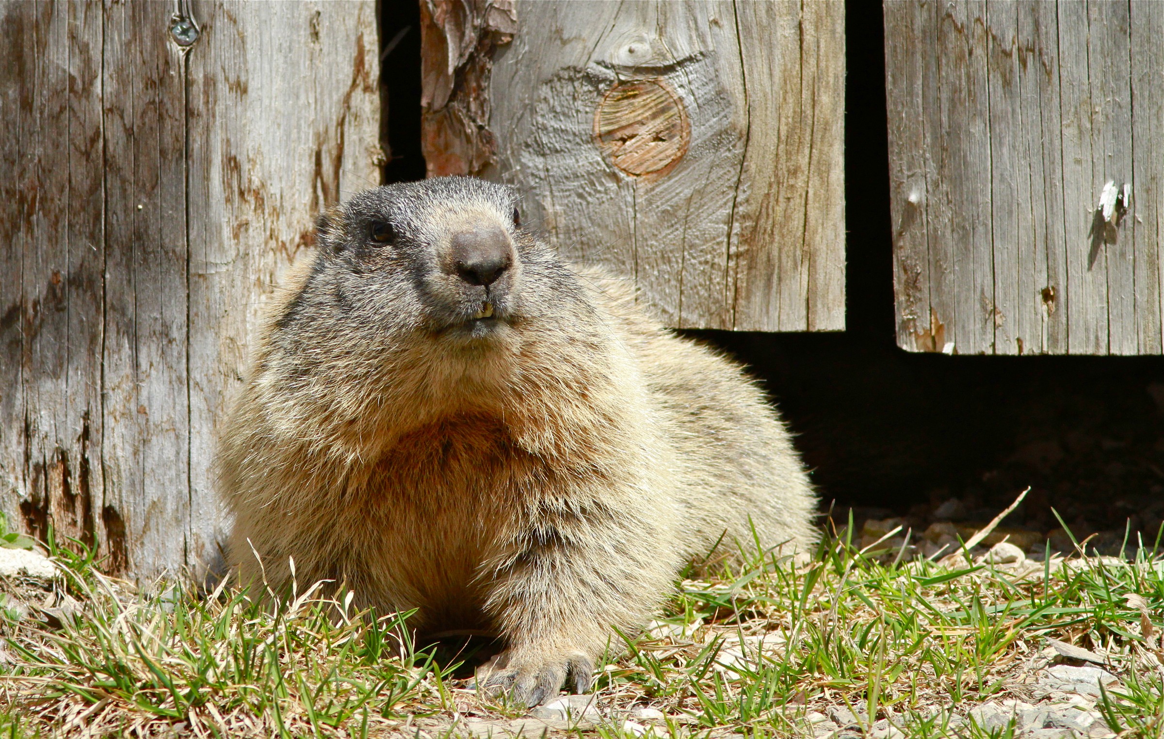 marmotta (Rifugio Genova mt. 2.306  s.l.m.)