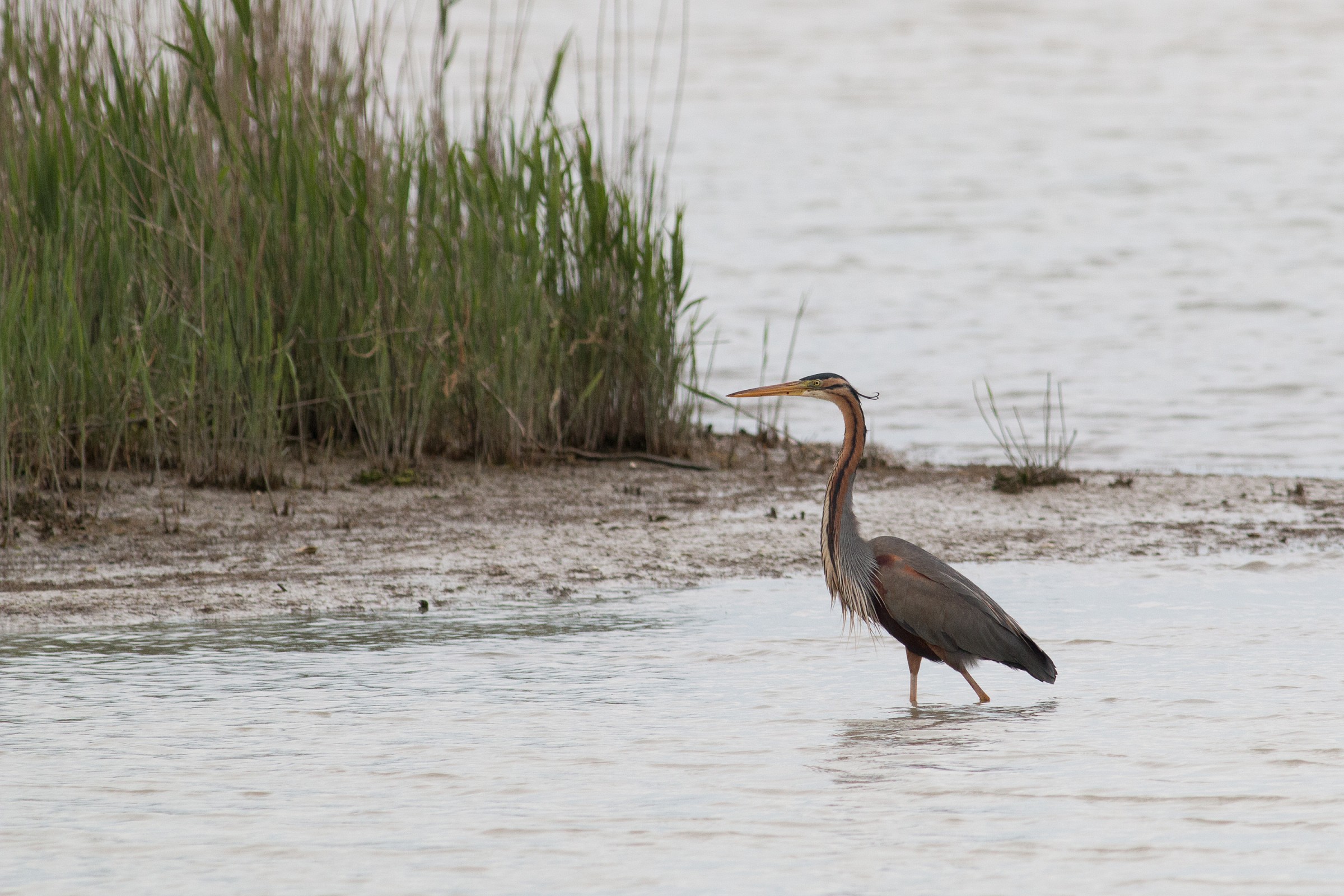 Purple Heron