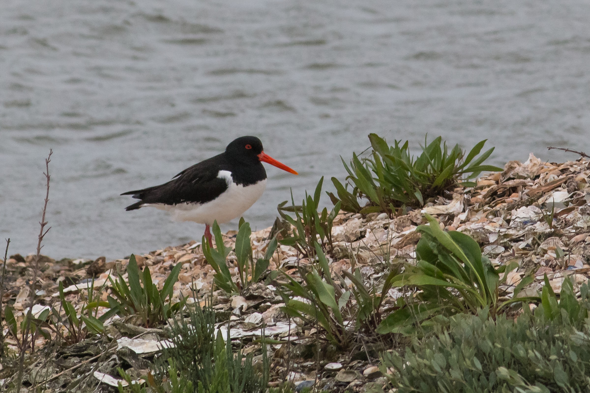 Oystercatcher