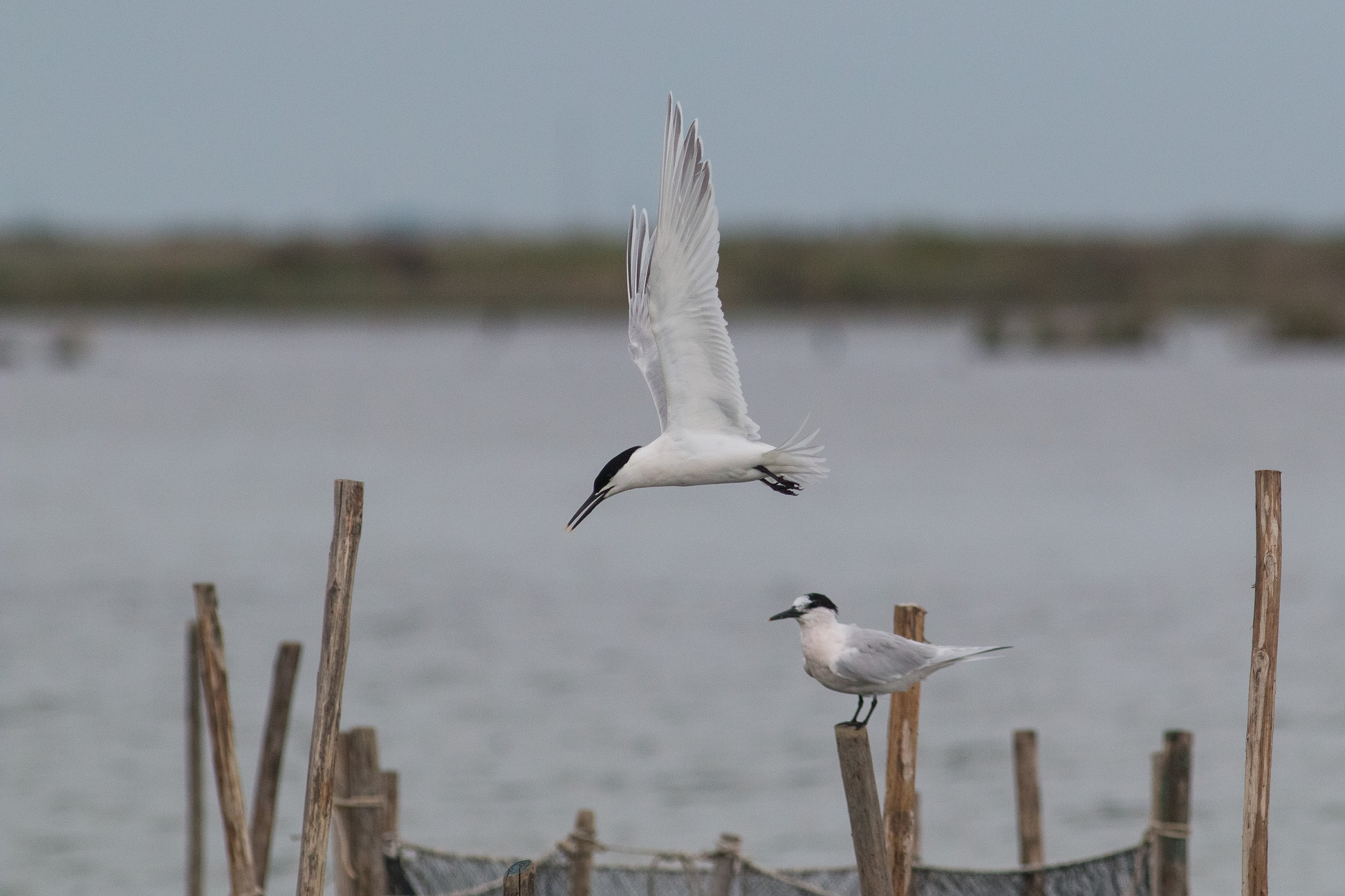 Sandwich Tern