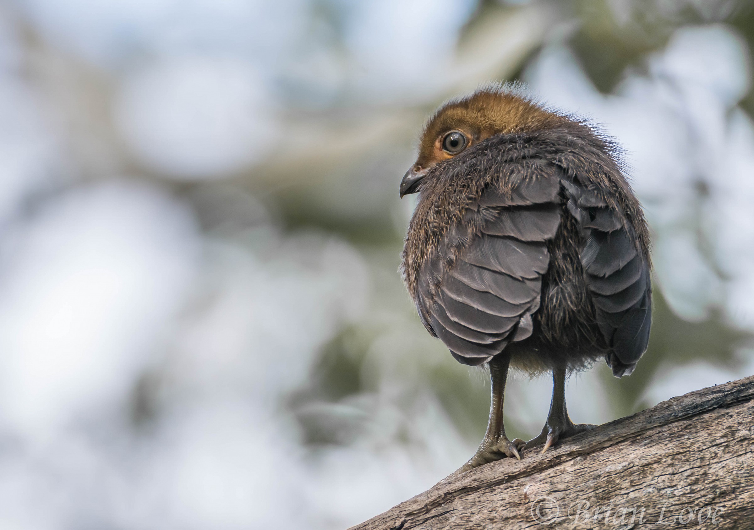 Brush Turkey Chick