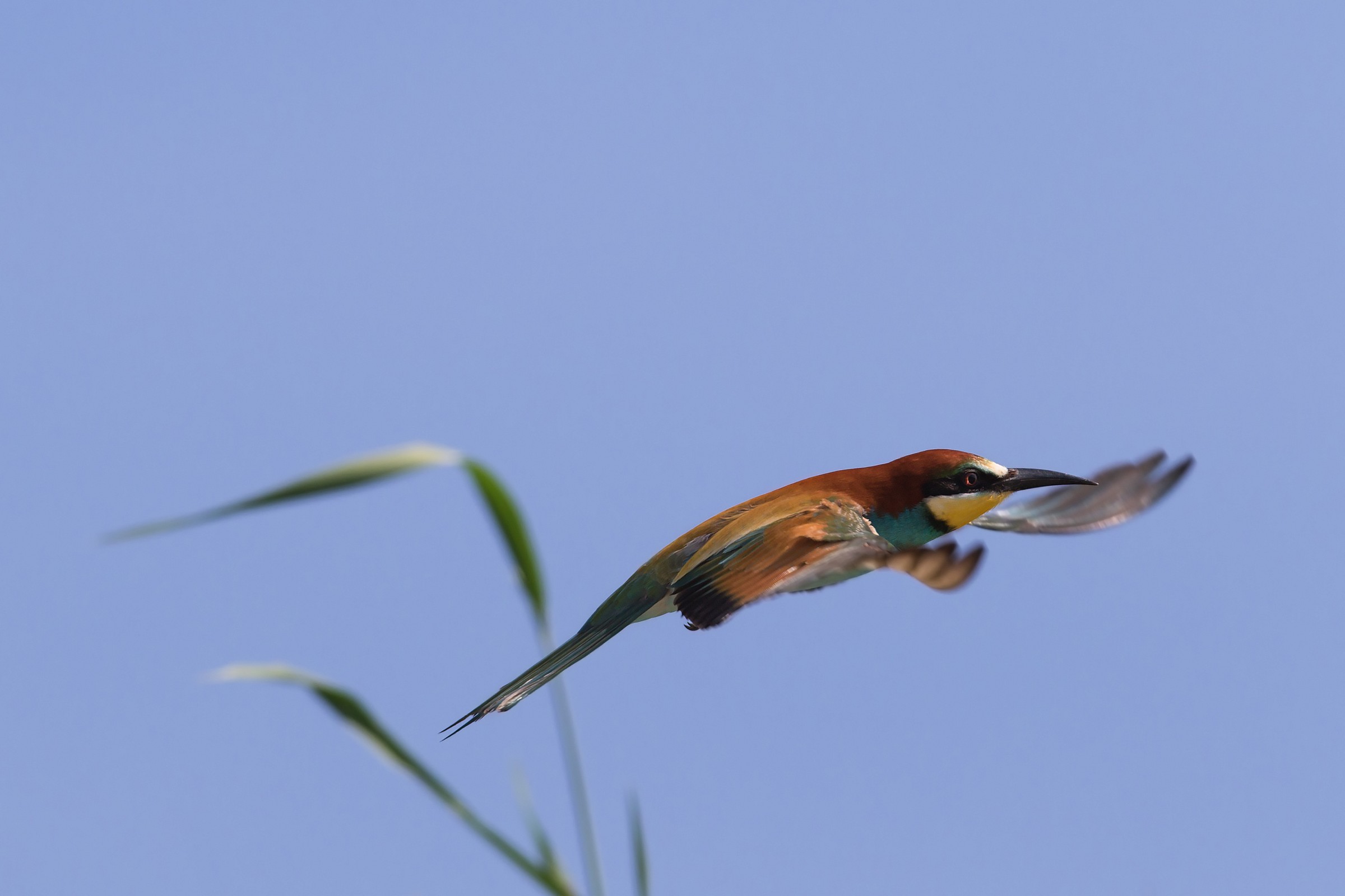 The flight of the bee-eater