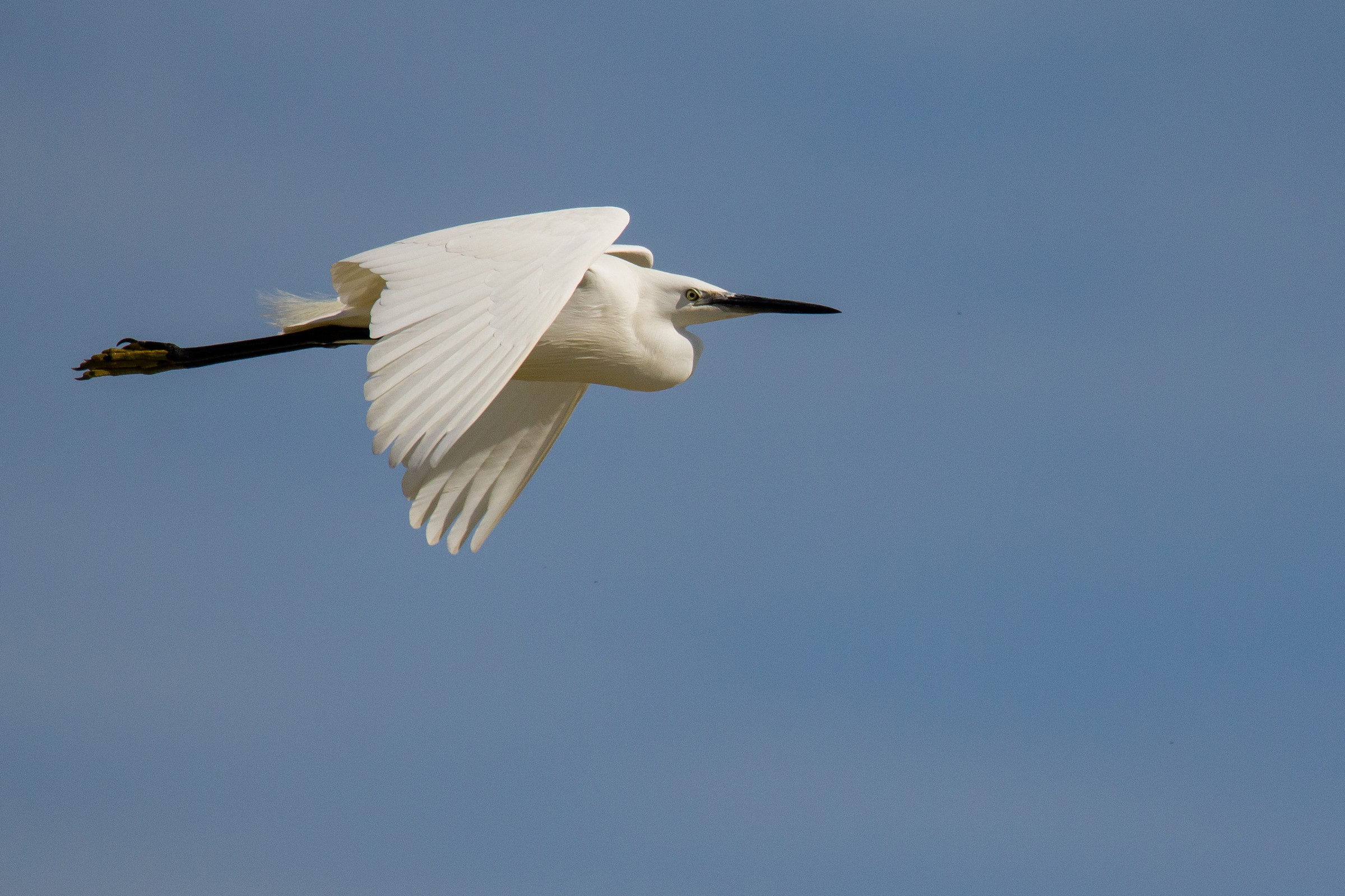 egret