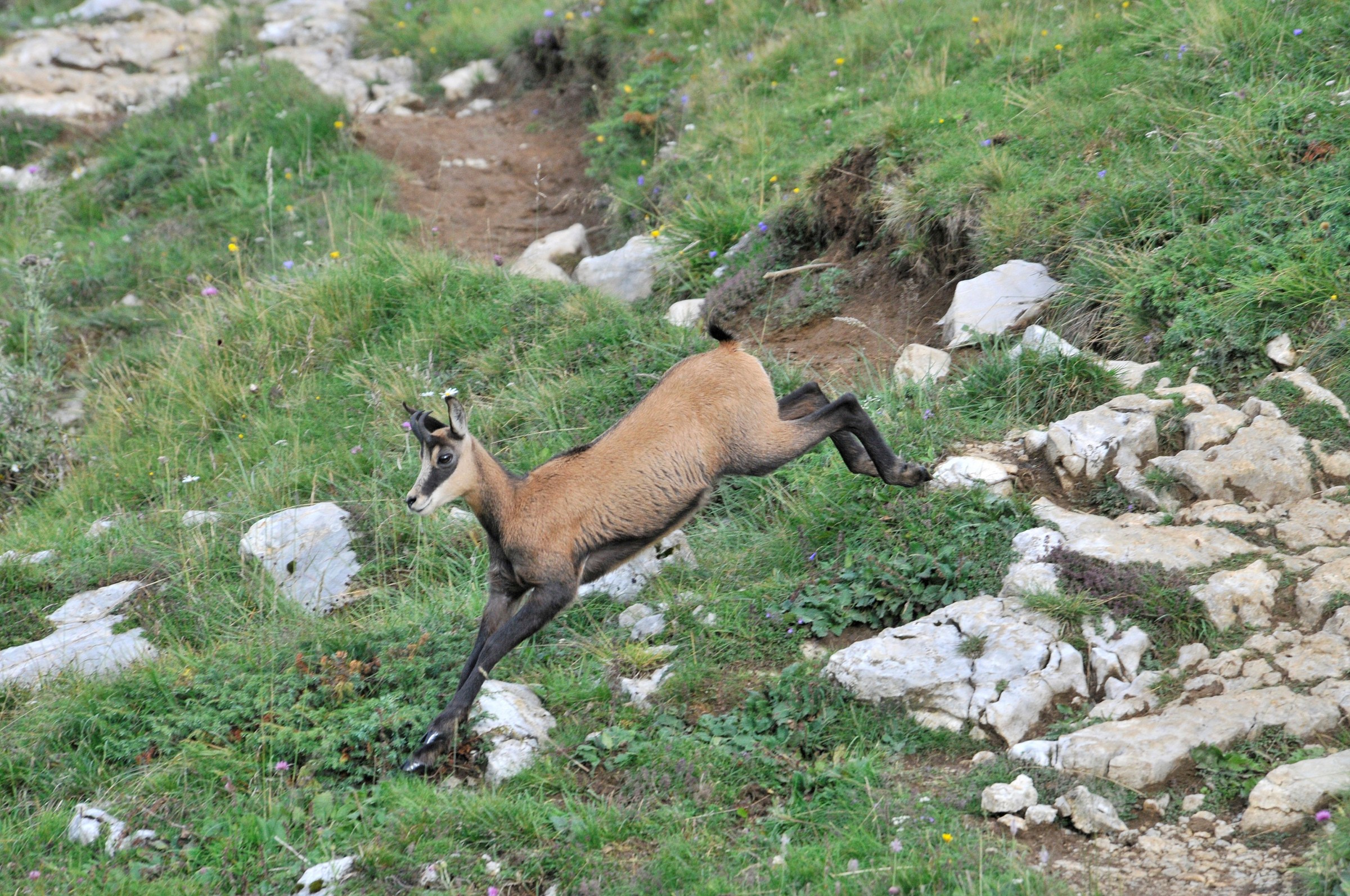chamois