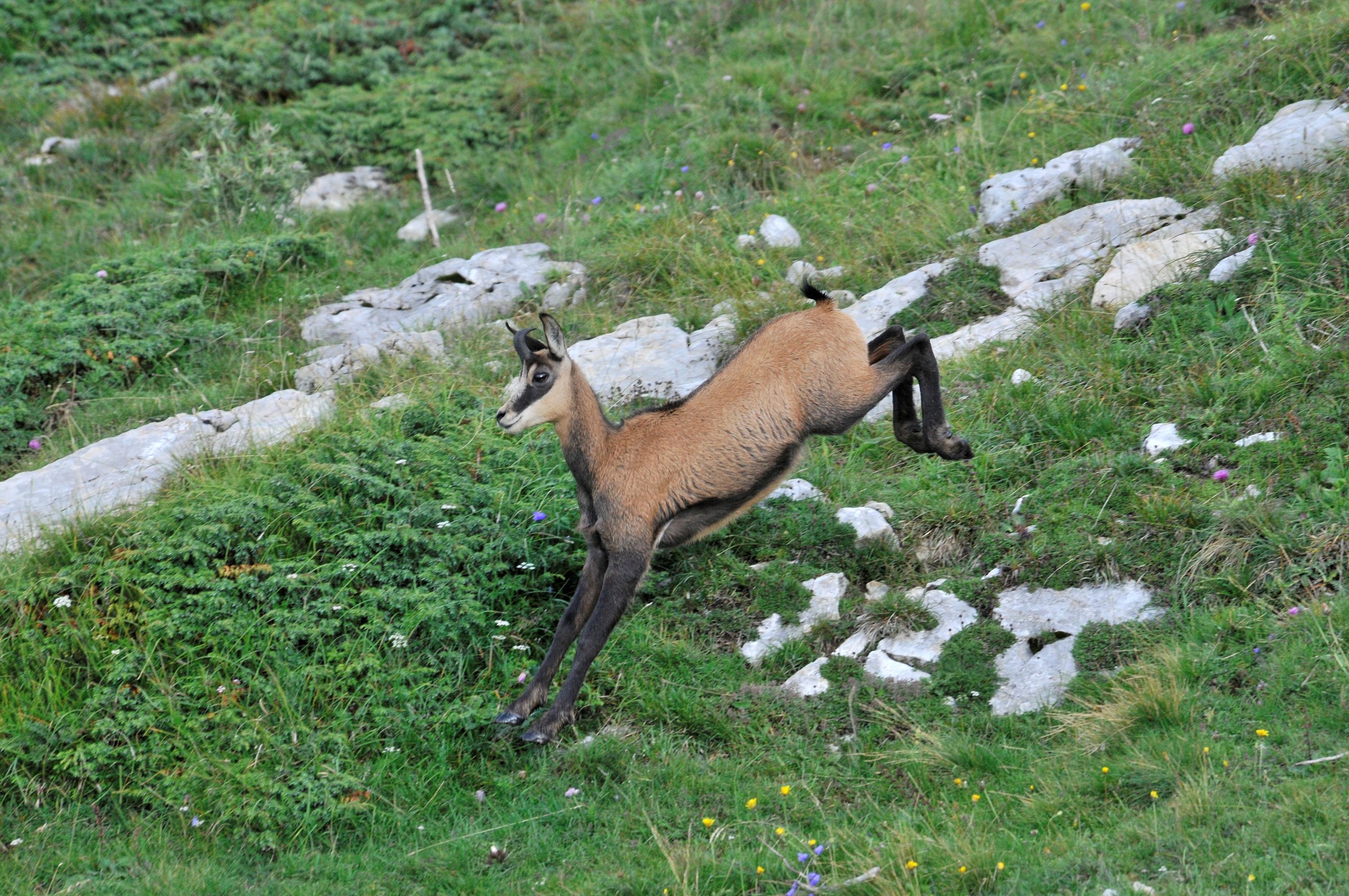 chamois