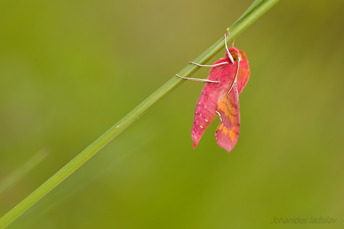 Deilephila porcellus
