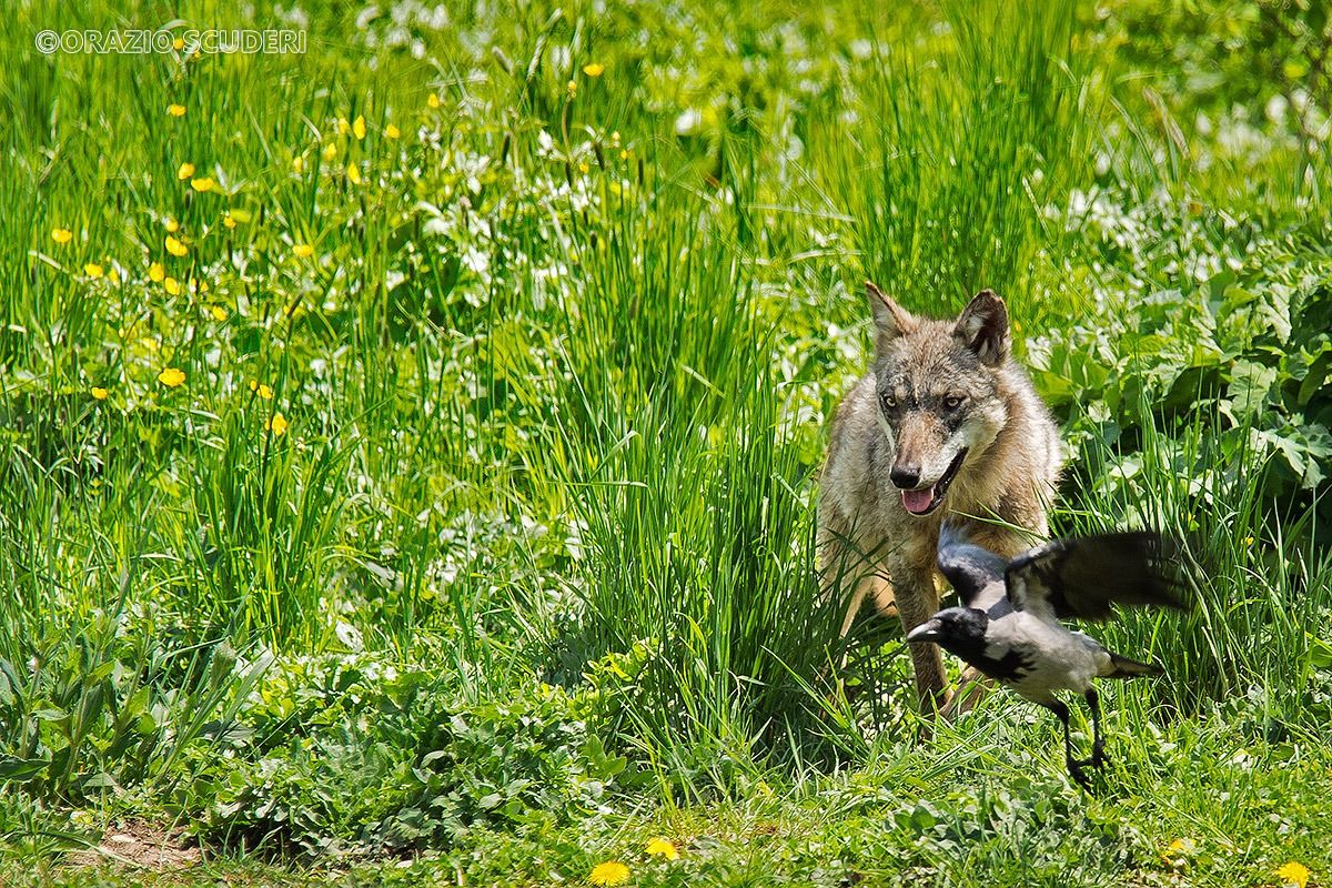Lo sguardo del Lupo Appenninico Ambiente Controllato