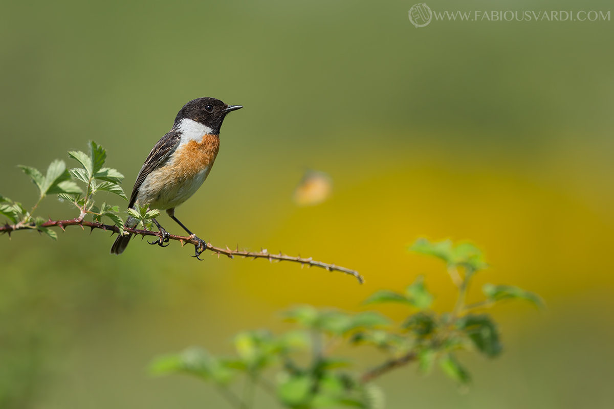 Il saltimpalo e la farfalla
