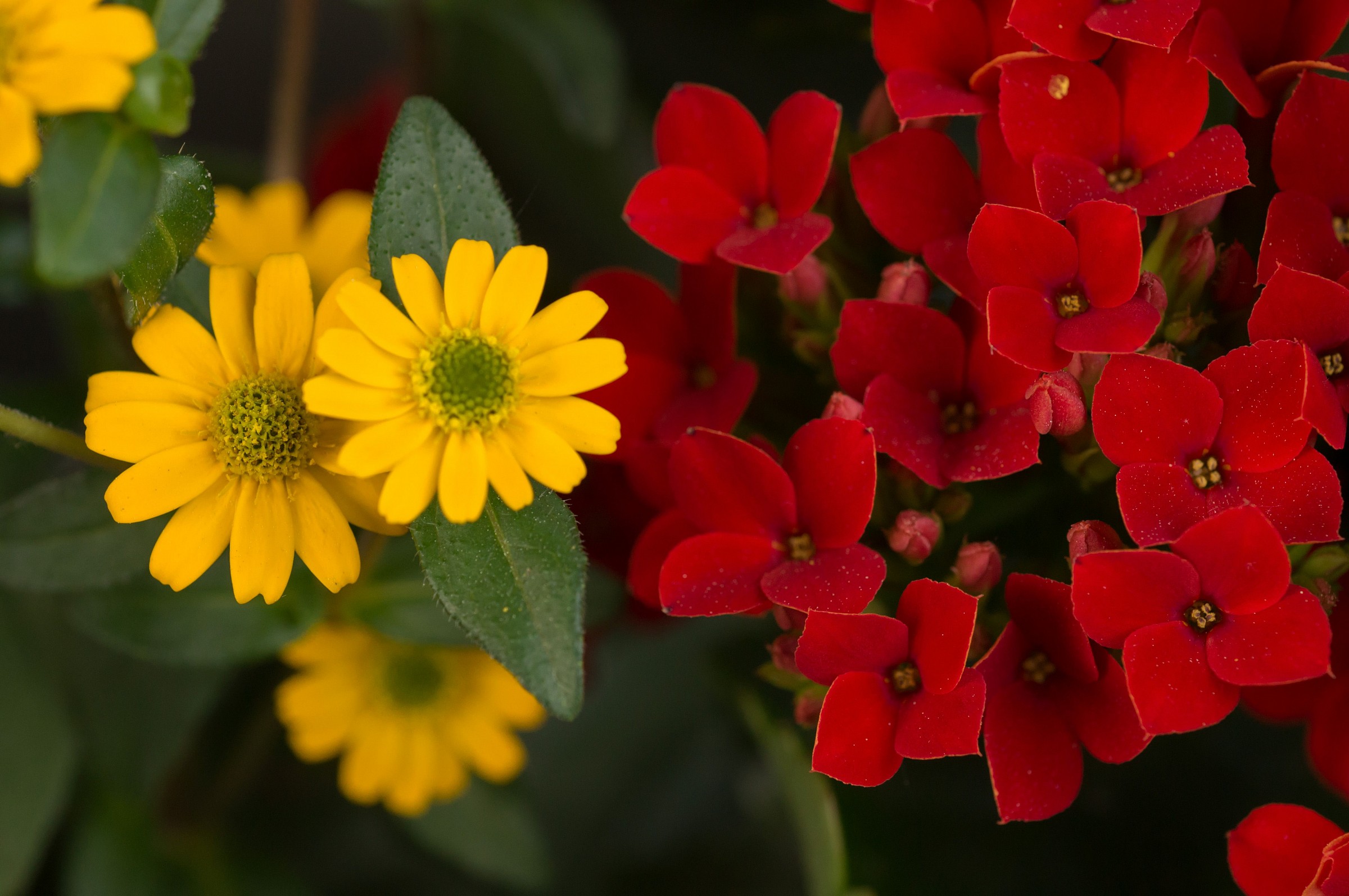 Sanvitalie and kalanchoe