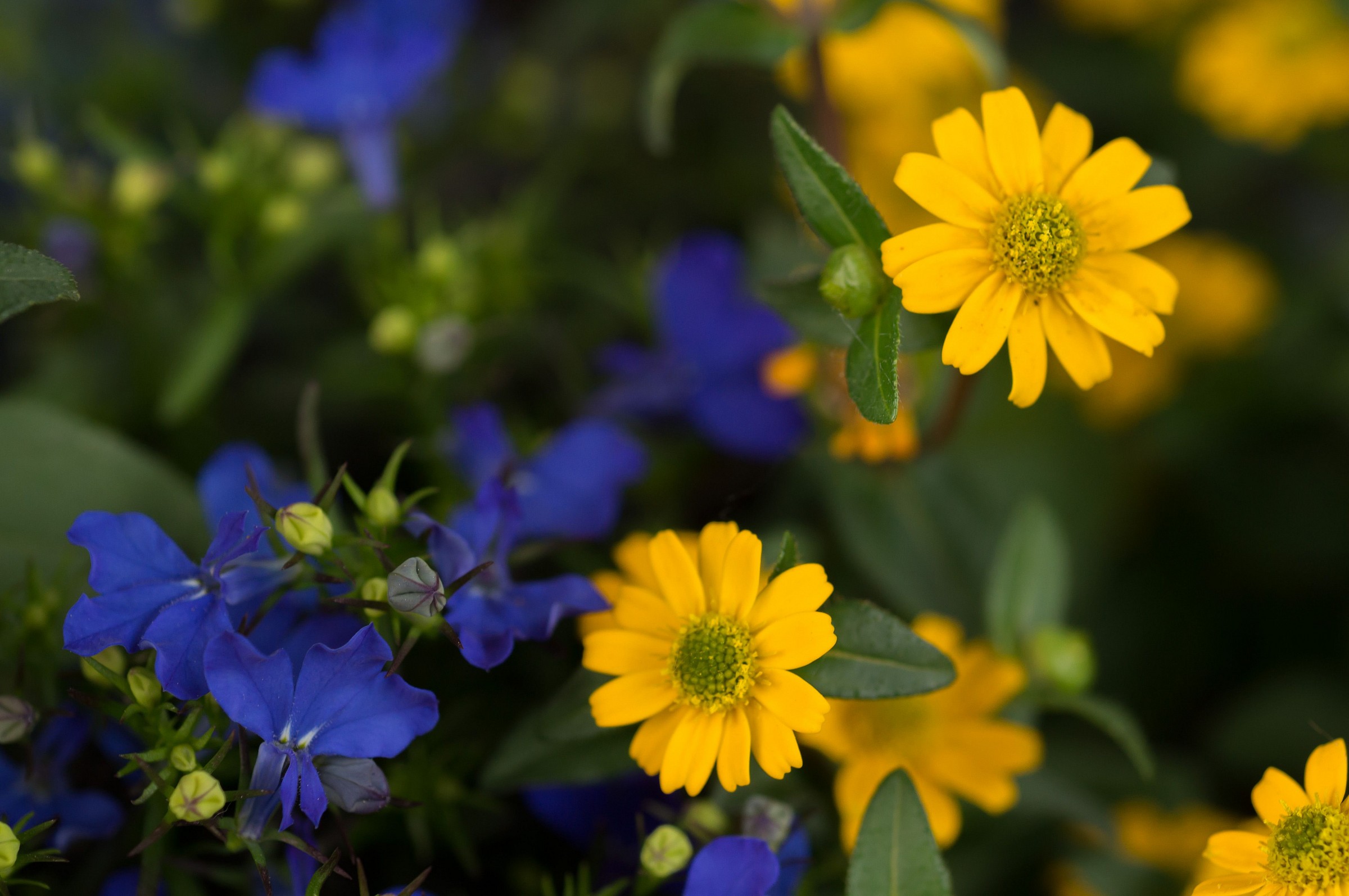 Sanvitalie and lobelia