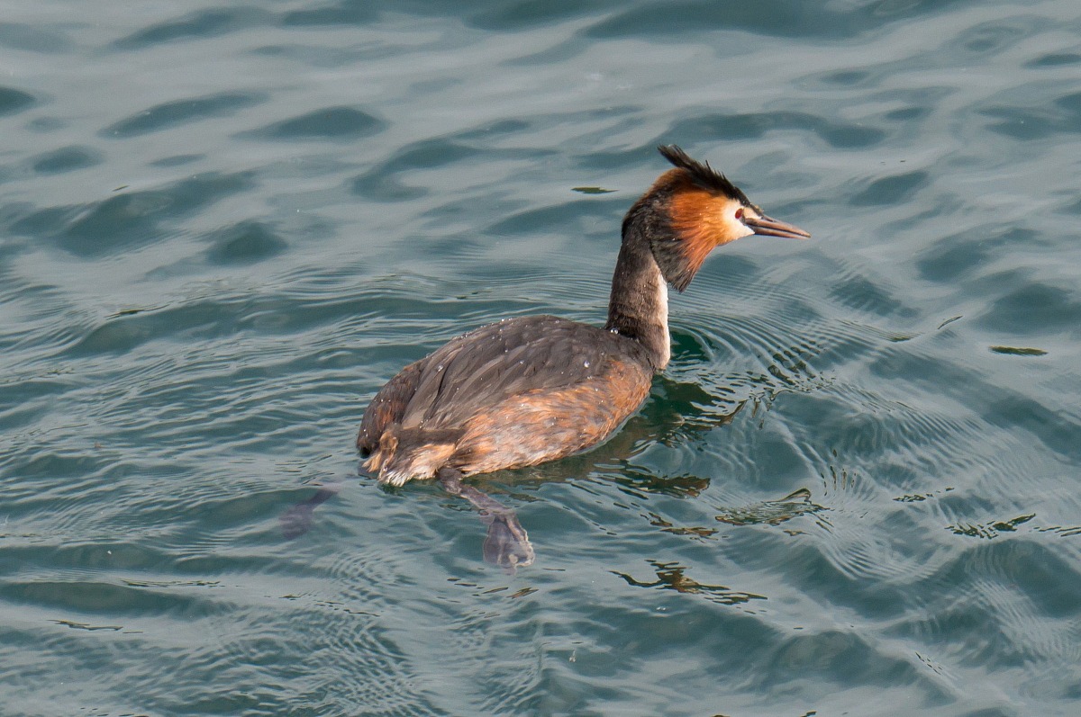 Grebe