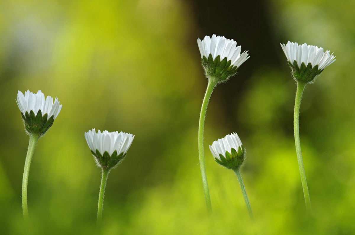Marguerites