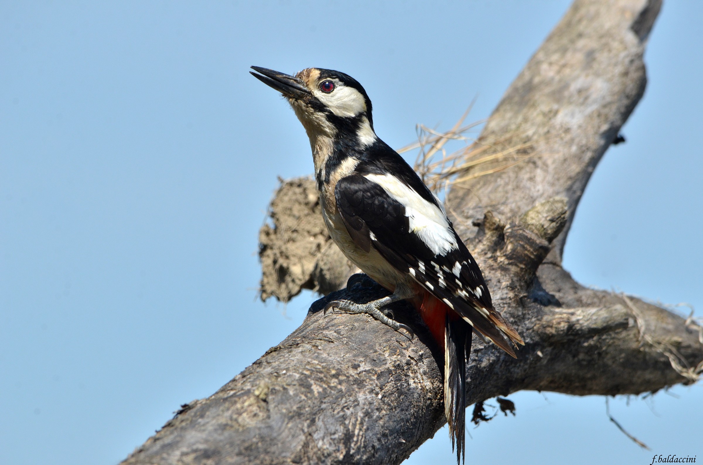 woodpecker